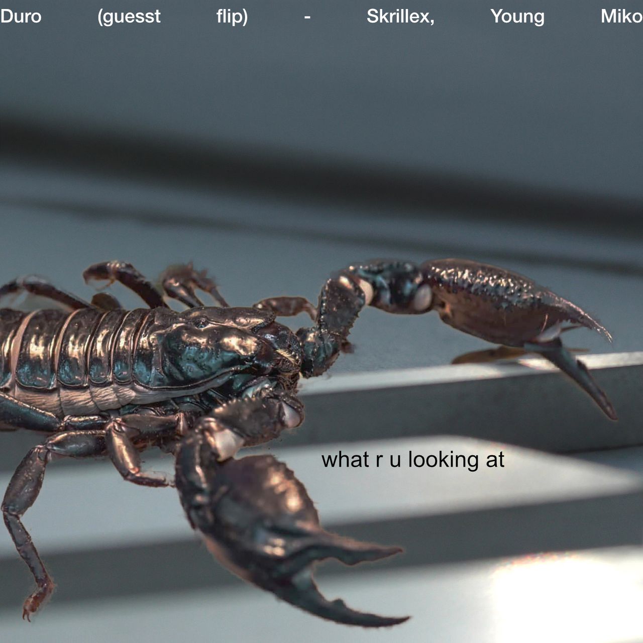 a scorpion saying "what are you looking at" photoshopped onto the original album art for Duro by Skrillex and Young Miko